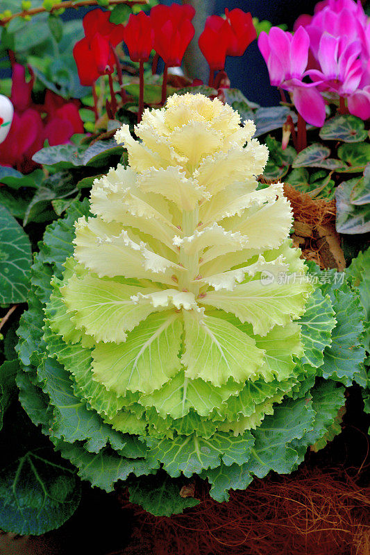 甘蓝(Brassica Oleracea) /观赏白菜/观赏甘蓝